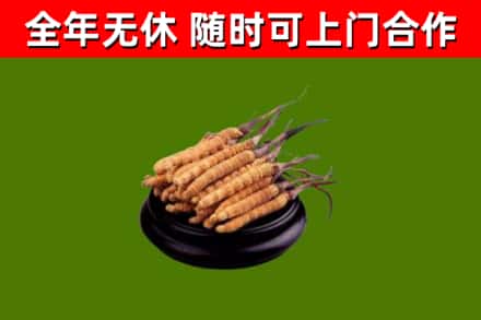 运城市回收冬虫夏草