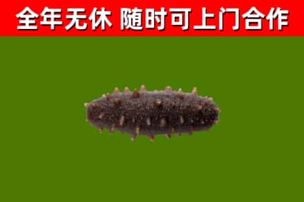 运城市回收海参干